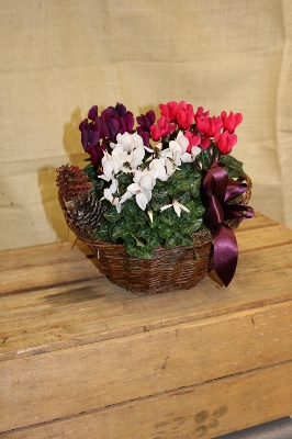 Cyclamen Basket